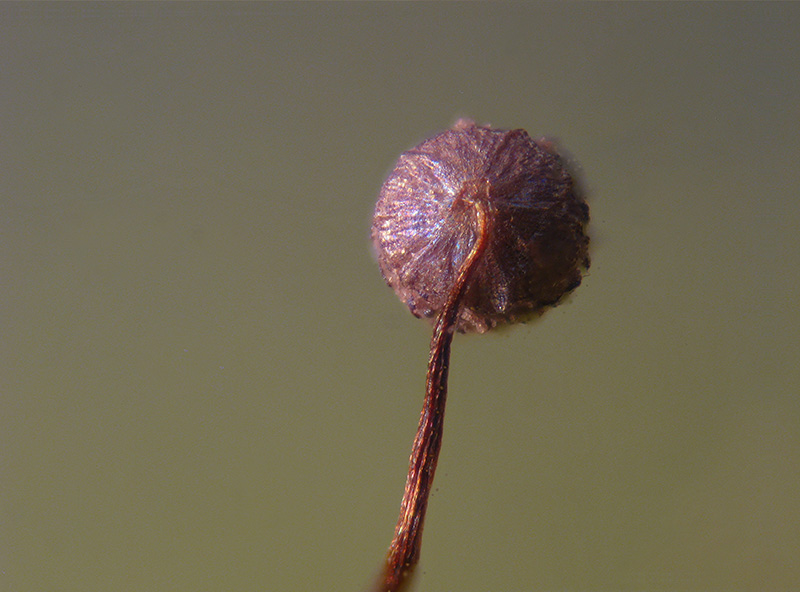 Cribraria languescens?